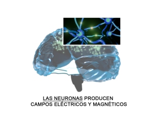 neuronas-celulas-excitables